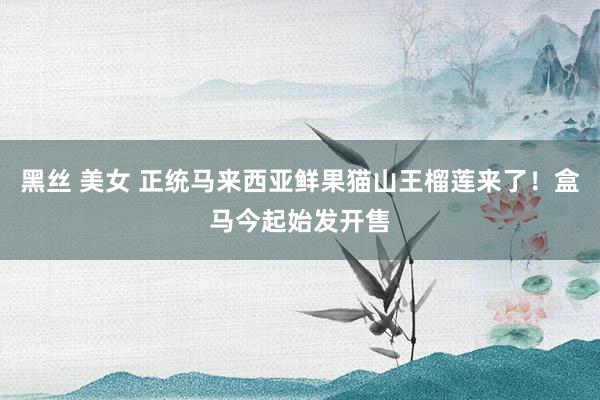 黑丝 美女 正统马来西亚鲜果猫山王榴莲来了！盒马今起始发开售